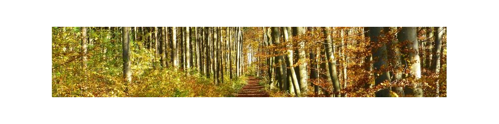 Banner för Nyängetlunken 2026