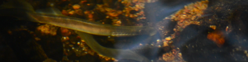 Banner för Den stora vårfesten!